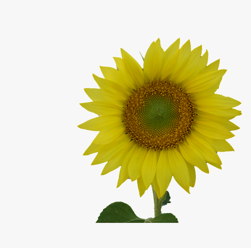 Sunflower Clip Art, HD Png Download