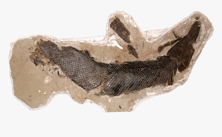 Hell Creek Formation Gar Scale, HD Png Download
