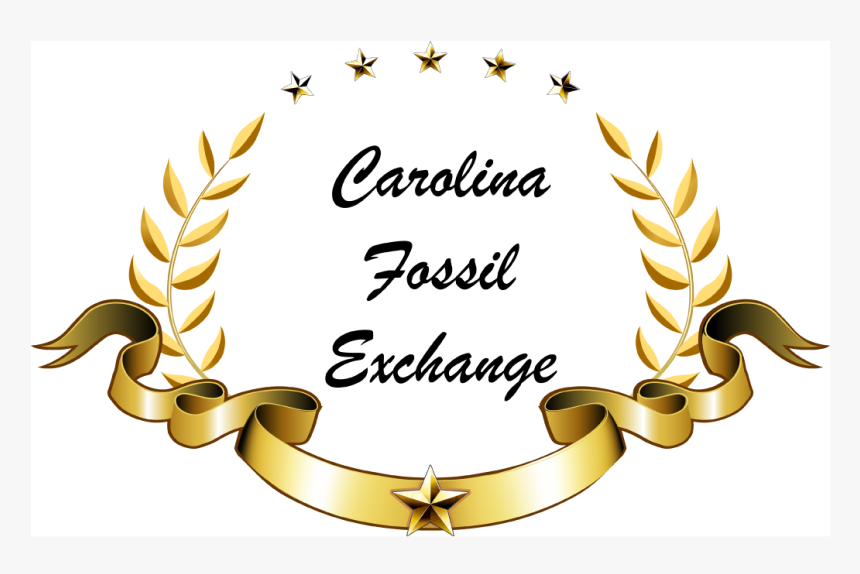 Carolina Fossil Exchange 
 Width - Illustration, HD Png Download