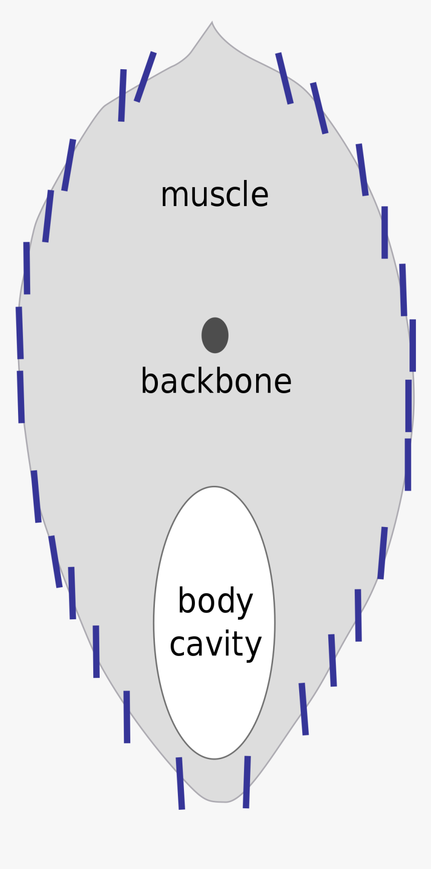 Circle, HD Png Download