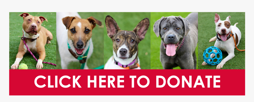 Companion Dog, HD Png Download