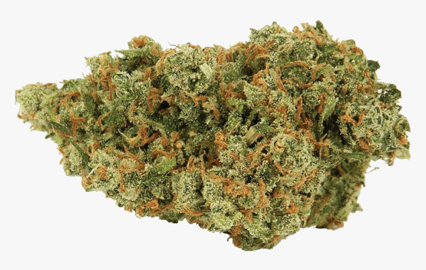 Jack Herer Cannabis Nug - Jack Herer Sativa, HD Png Download