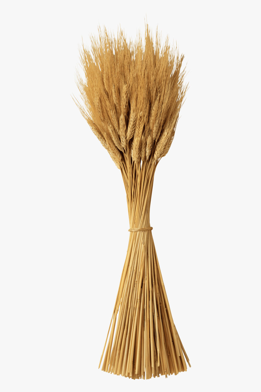 Transparent Background Transparent Wheat Clipart, HD Png Download