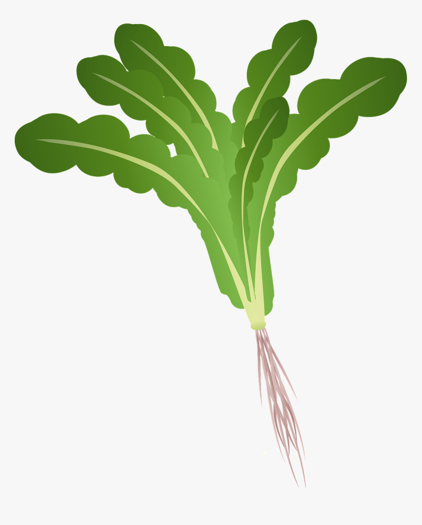 Beet Greens, HD Png Download