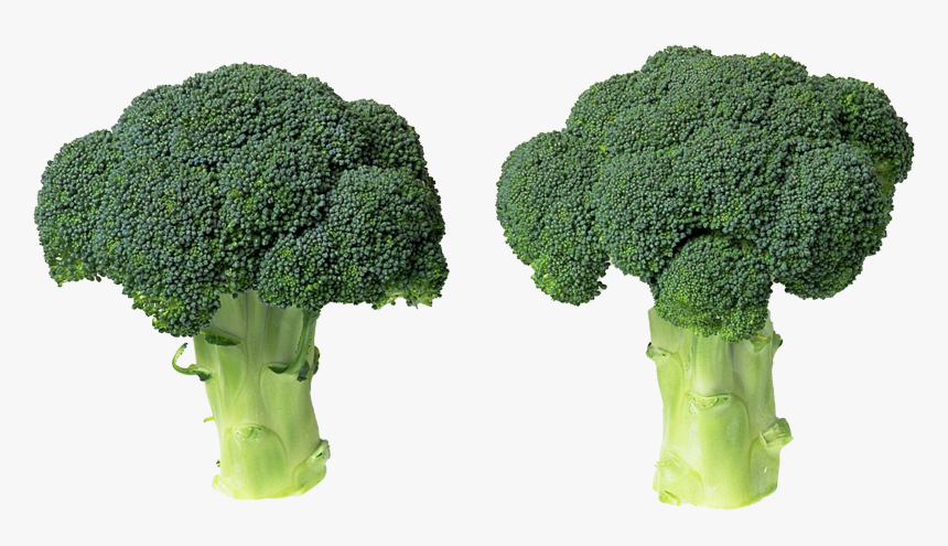 Green Broccoli Png File - Broccoli, Transparent Png