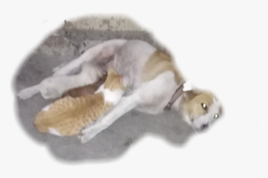 Longdog, HD Png Download