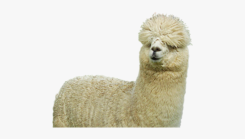 Download Farm Sheep Huacaya Alpaca Fiber Free Clipart - Alpaca Png, Transparent Png