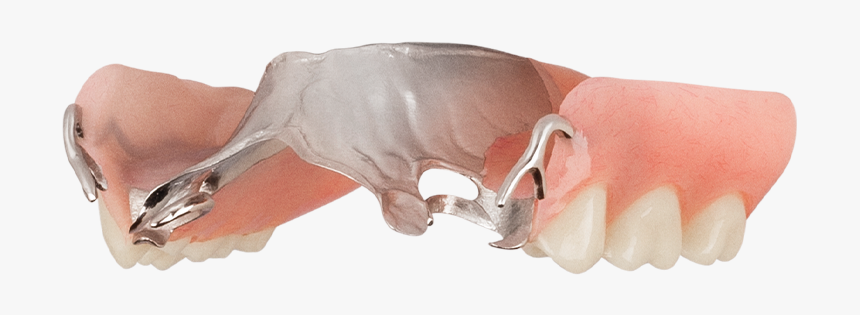 Bone, HD Png Download