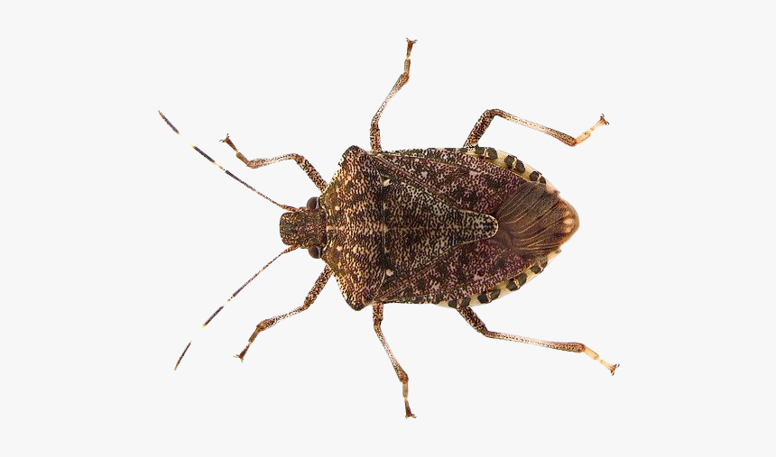 True Bug Insect Png Pic - Stink Bug Png, Transparent Png