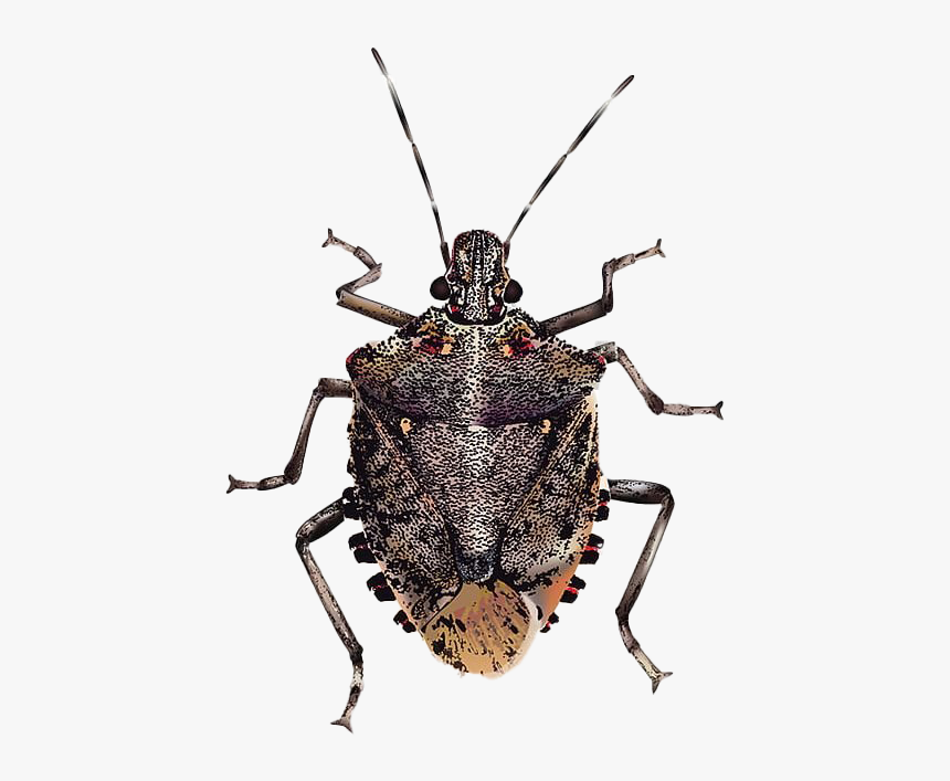 True Bug Insect Png Image - Brown Marmorated Stink Bug Png, Transparent Png