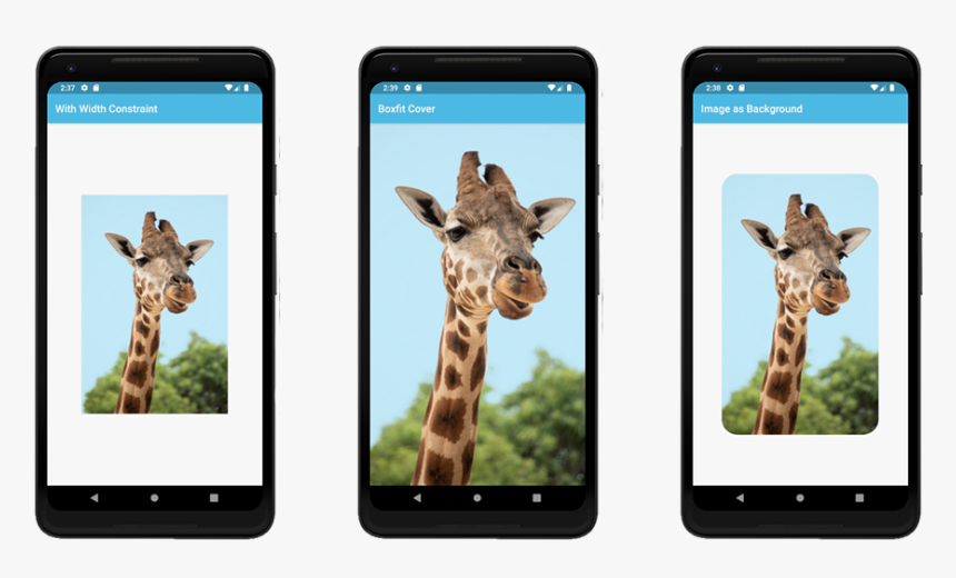 Giraffe, HD Png Download