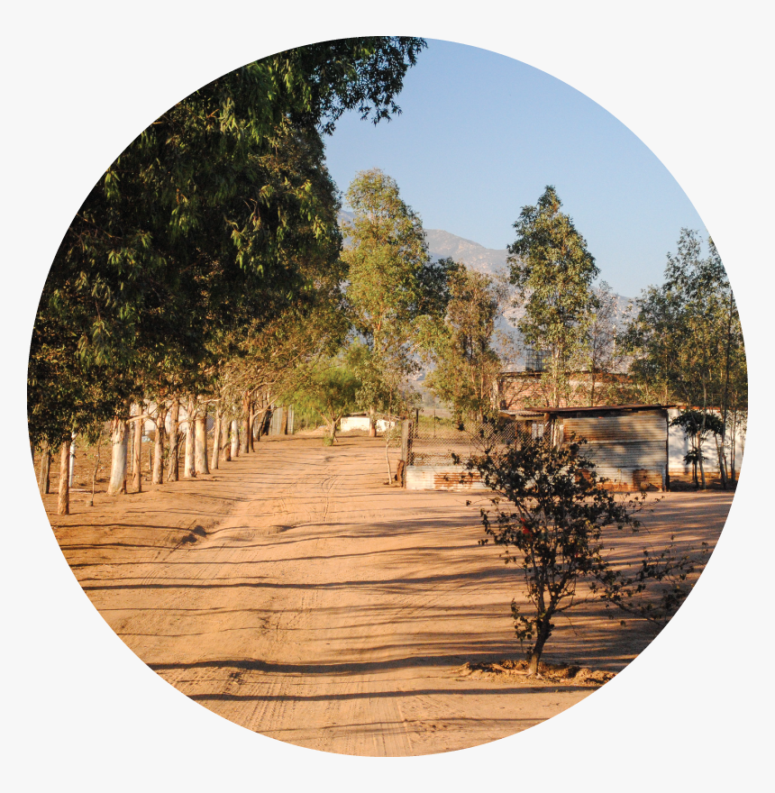 Shortstraw Pine, HD Png Download