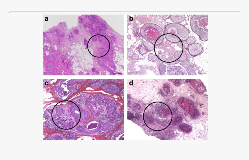 Circle, HD Png Download
