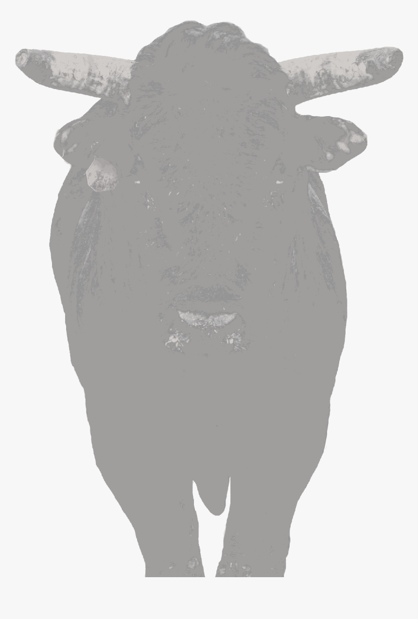 Chocolate Thunder - Bull, HD Png Download