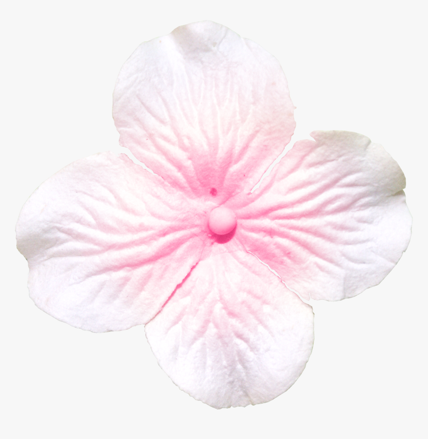 Image - Cattleya, HD Png Download