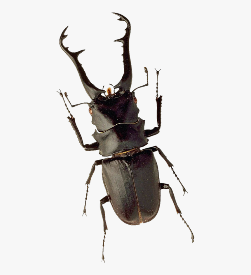 Stag Beetle Png, Transparent Png