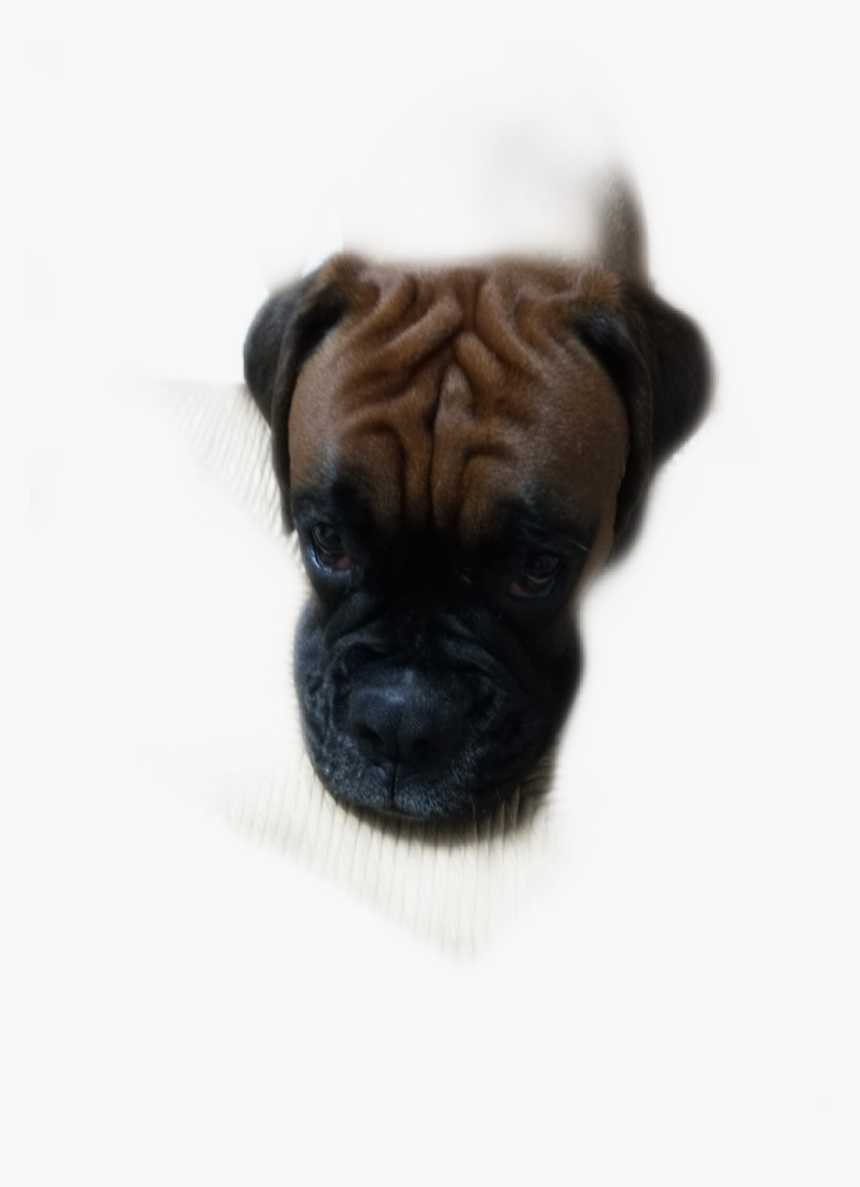 Bullmastiff, HD Png Download