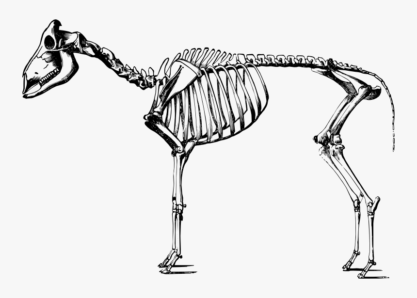 Sheep Skeleton Drawing, HD Png Download