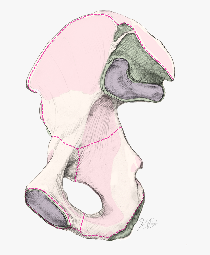 Pelvic Half Web, HD Png Download