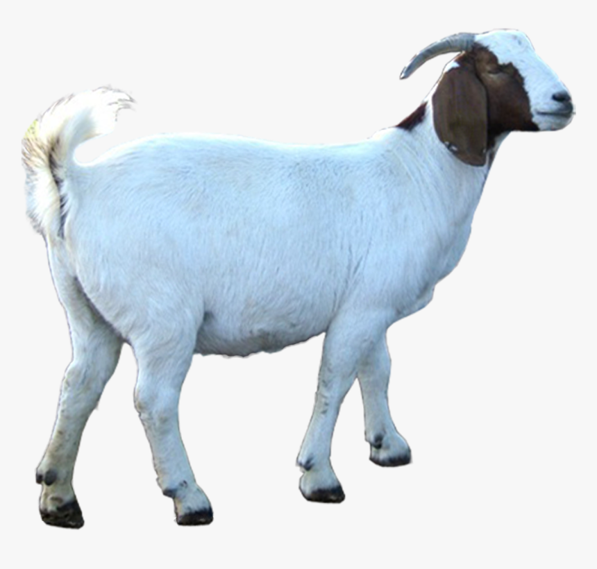 Eid Ul Adha Goat Png, Transparent Png