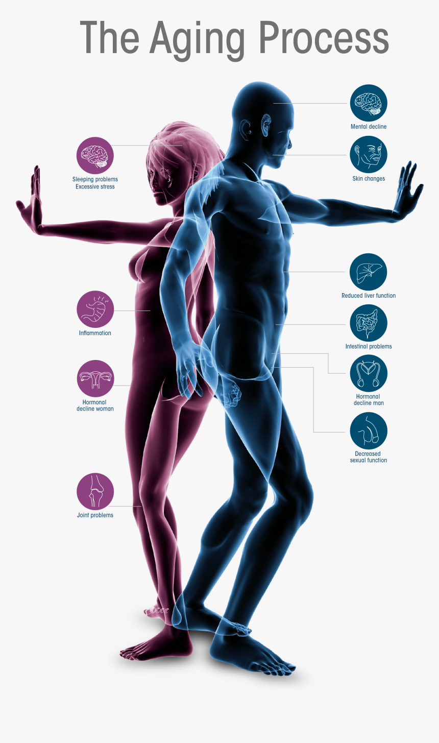 Human Aging Body, HD Png Download