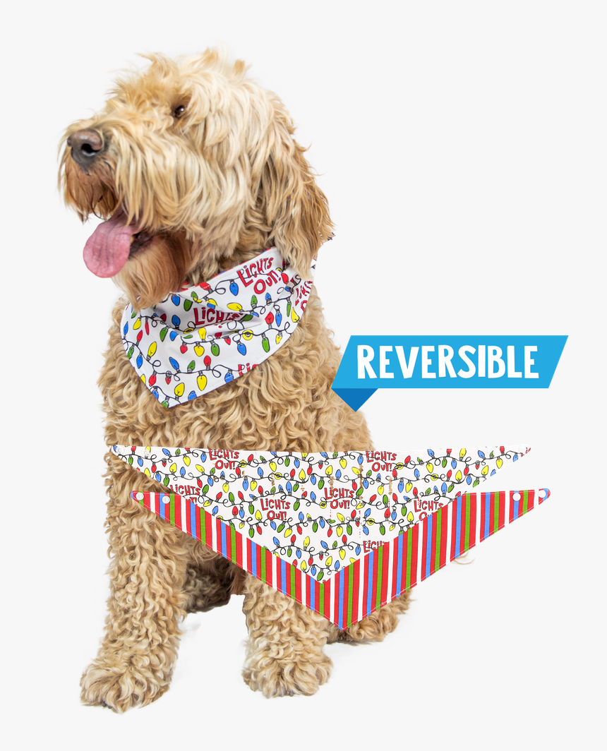 Lights Out - Labradoodle, HD Png Download