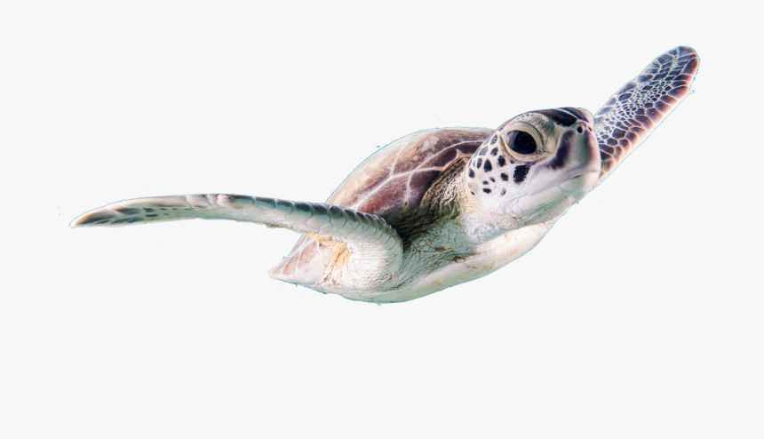 Kris Mikael Krister Agihpibrtve Unsplashcompressed - Flying Turtle, HD Png Download
