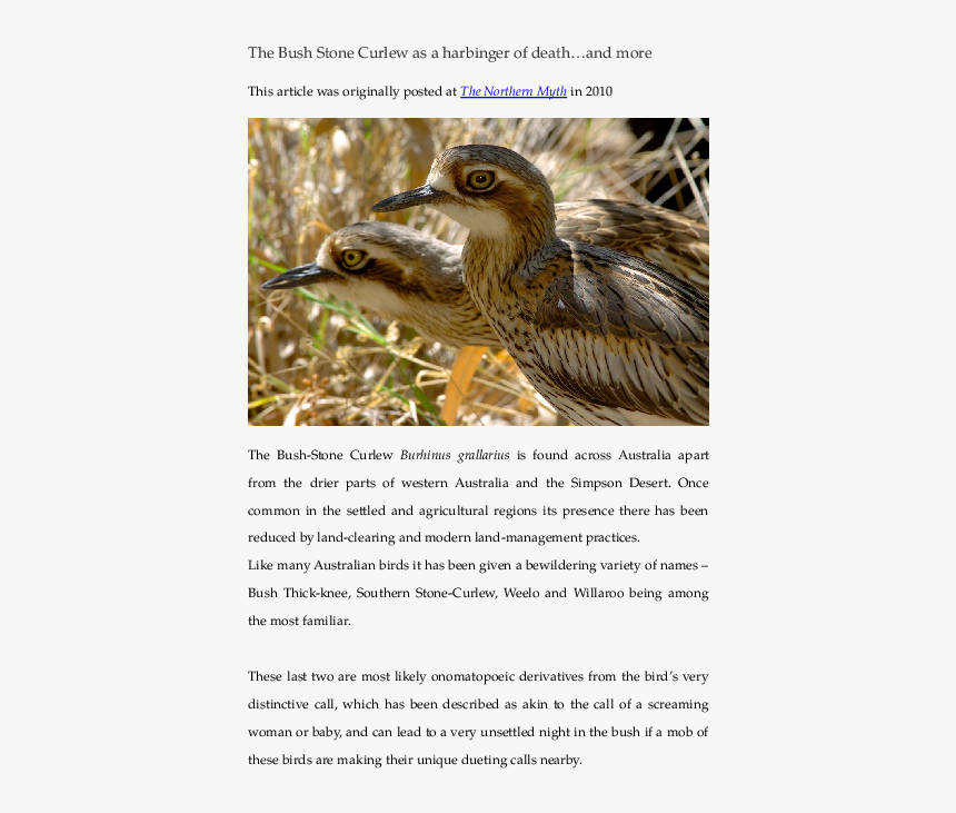 Bush Stone Curlew, HD Png Download