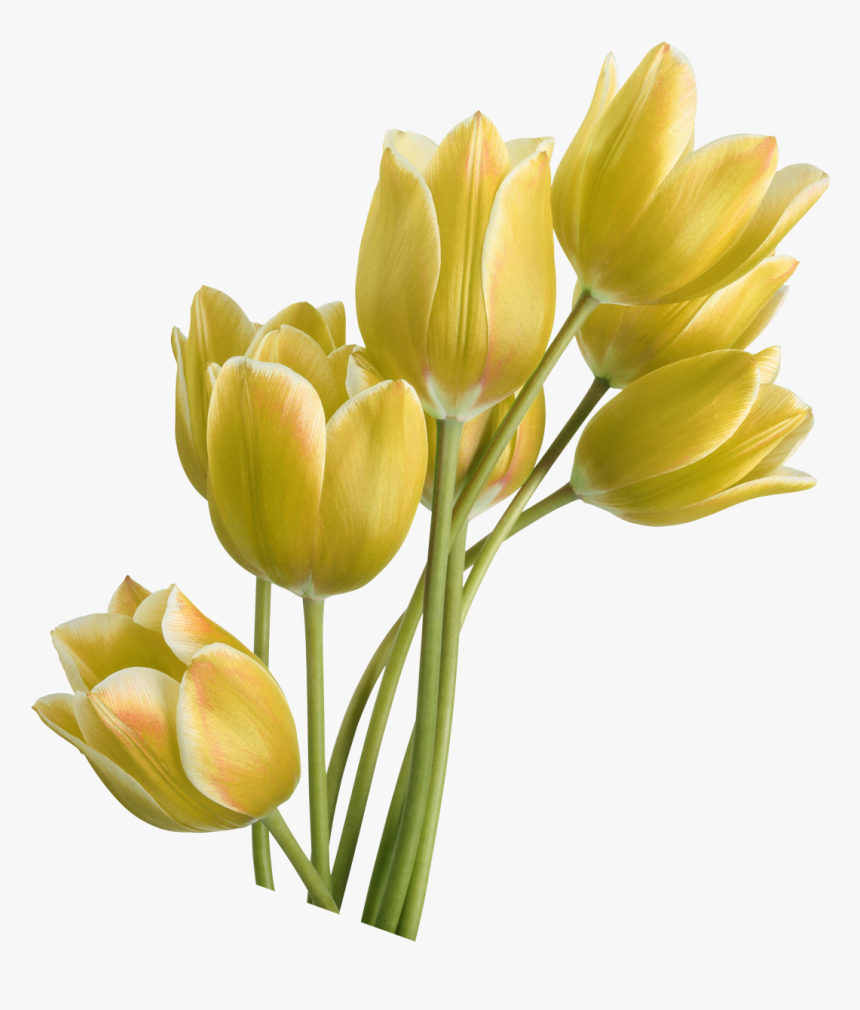 Tulip Yellow Flower - تقویم دیواری سال 90, HD Png Download
