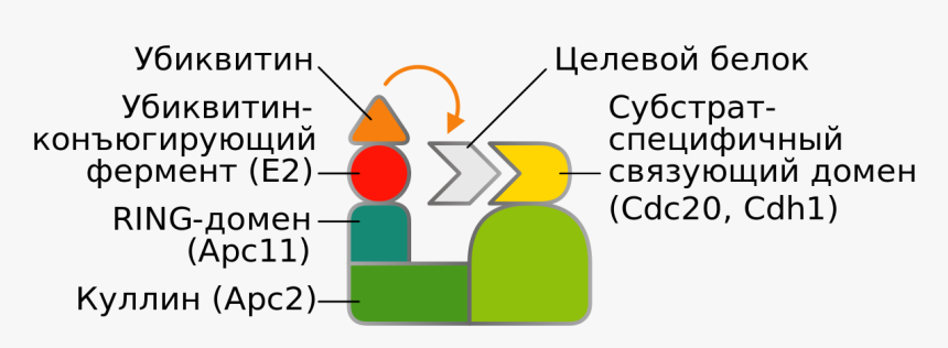 Diagram, HD Png Download