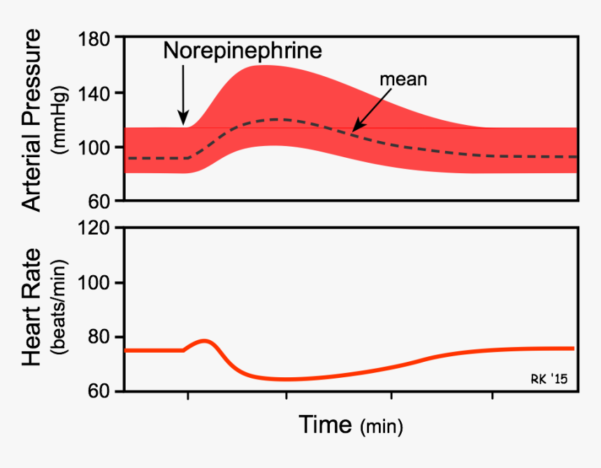 Norepinephrine Effect On Heart Rate, HD Png Download