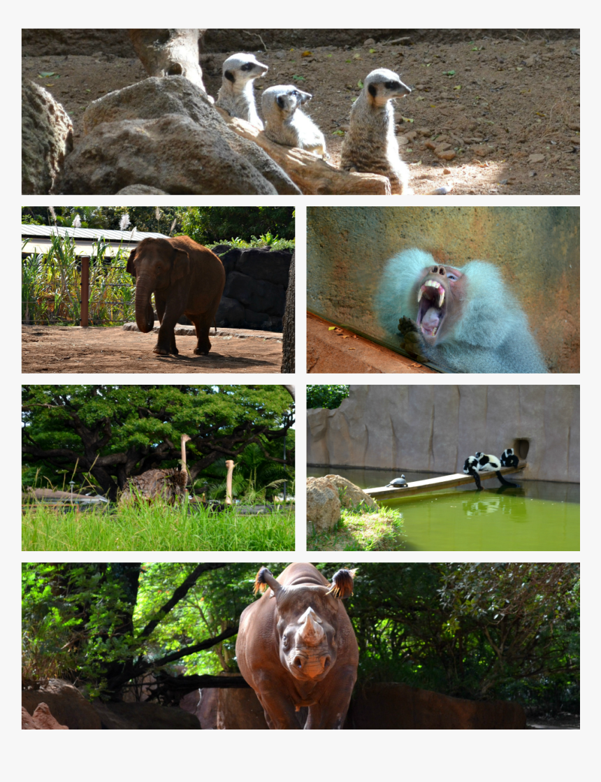Los Animales - Indian Elephant, HD Png Download