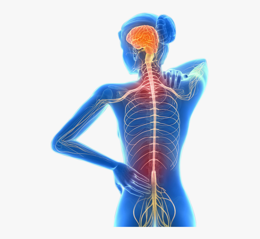 Plant - Σκλήρυνση Κατά Πλάκασ, HD Png Download