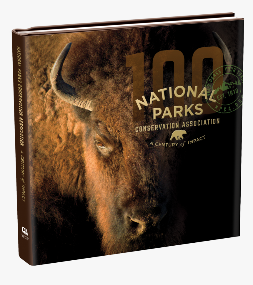 “a Century Of Impact” 
 Class Img Responsive True - Close Up Of A Buffalo, HD Png Download