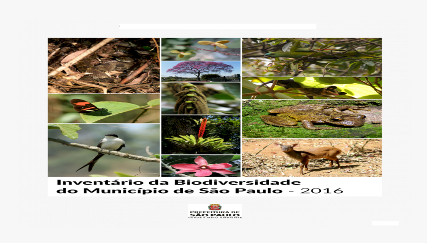 Painted Turtle, HD Png Download