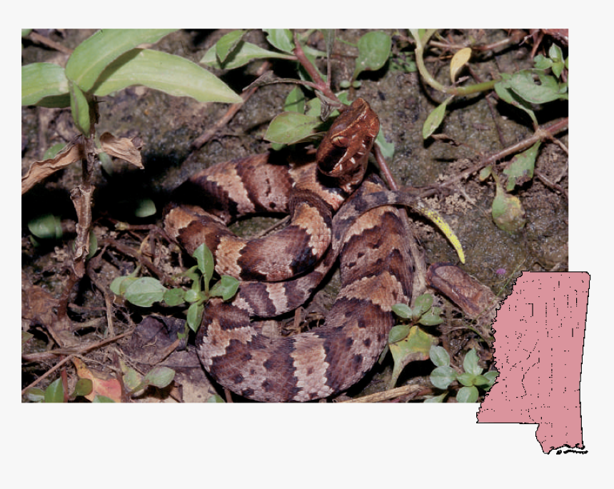 Mississippi Poisonous Snakes, HD Png Download