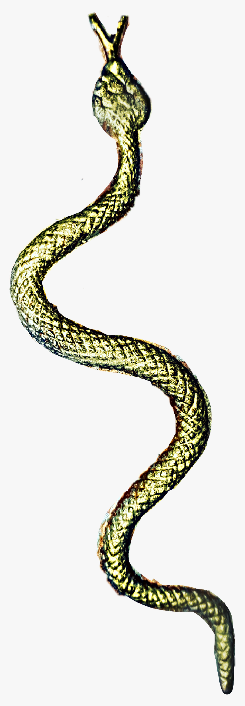 #snake - Serpent, HD Png Download