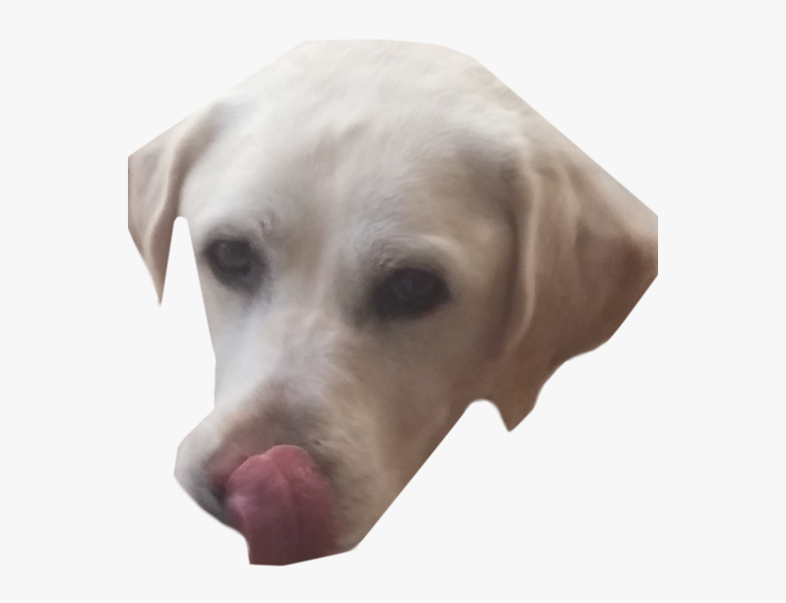 Companion Dog, HD Png Download