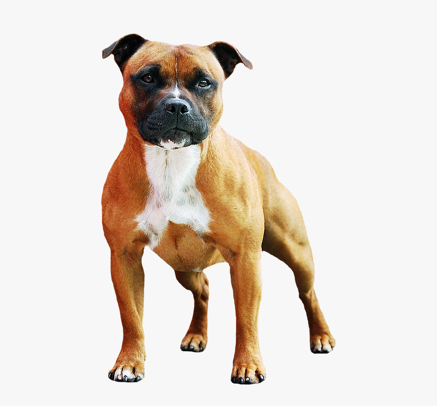 Boxer, HD Png Download