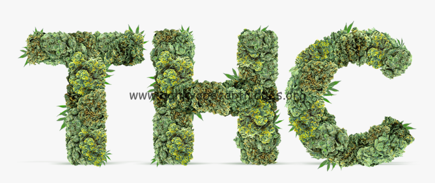 Hedge, HD Png Download