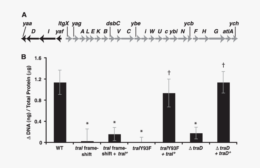 Diagram, HD Png Download
