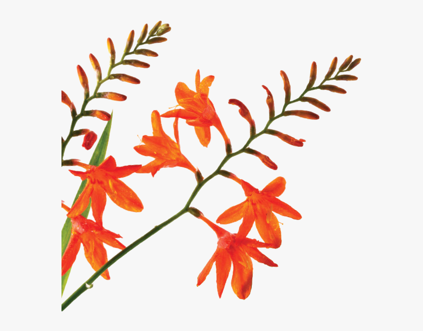 The Grace O Malley Foundation Logo - Epidendrum, HD Png Download