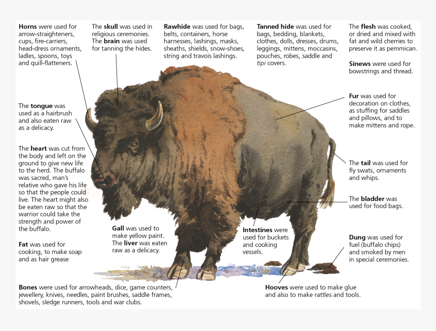 Bison, HD Png Download