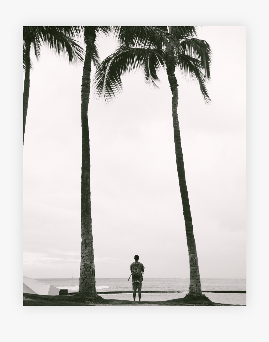 Attalea Speciosa, HD Png Download