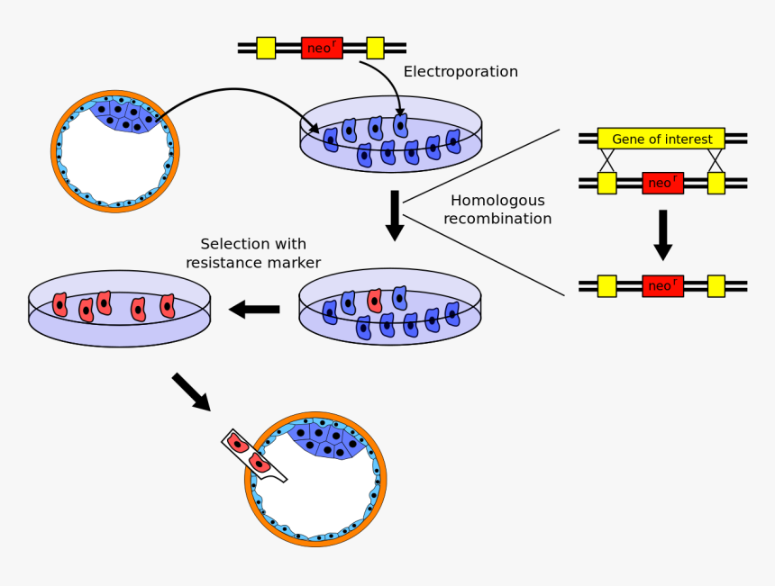 Transfection Stable Cell Line, HD Png Download