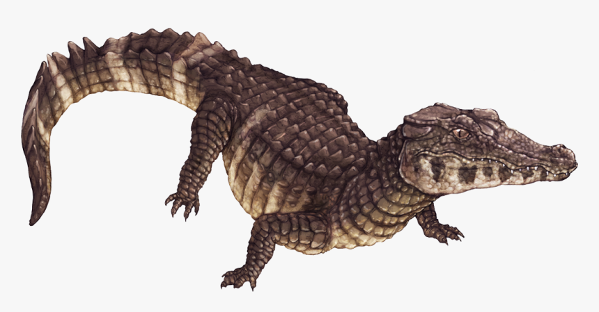 Cocodrilos Amenazados - Animales Colombianos Png, Transparent Png