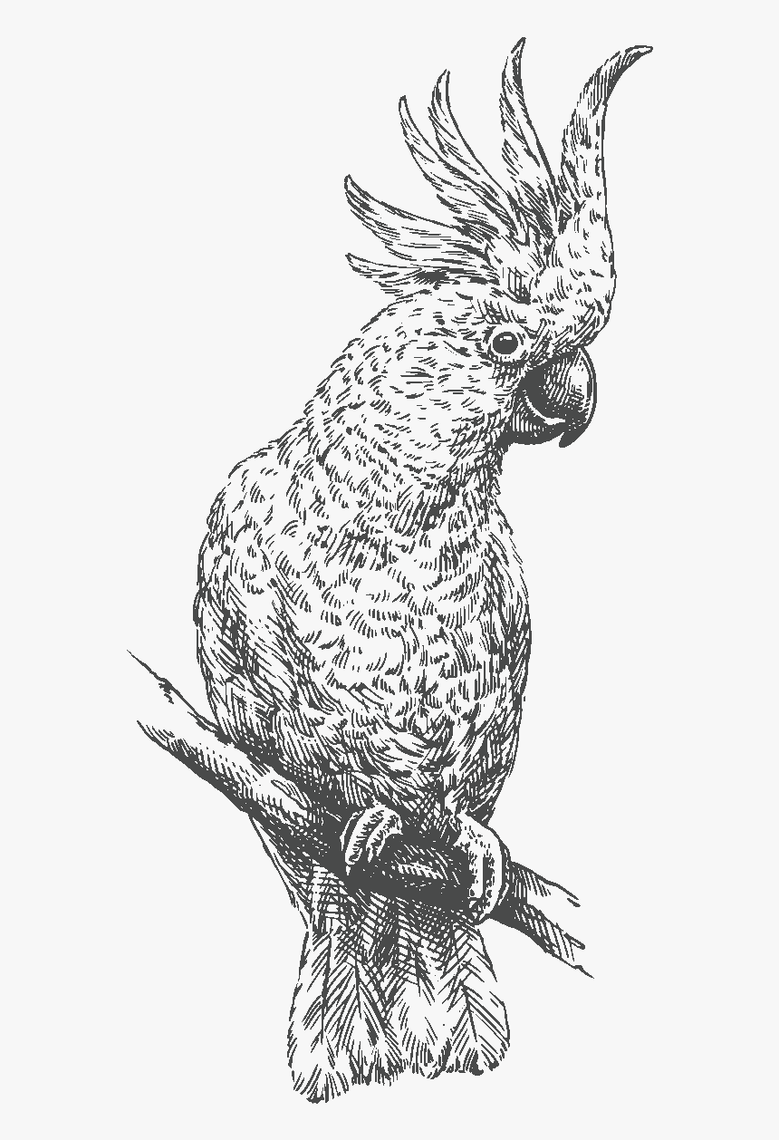 Pappagallo Incisioni Bianco E Nero Volatili, HD Png Download