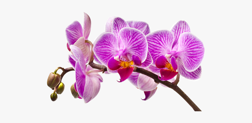 Imagem De Orquideas Em Png, Transparent Png