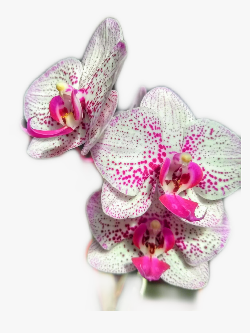 #orquidea - Artificial Flower, HD Png Download