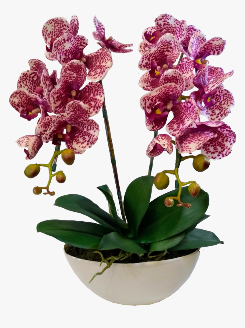 Orchids Of The Philippines, HD Png Download